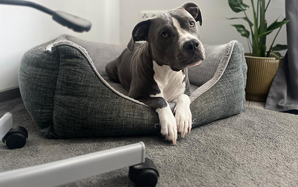 Hunde im Büro